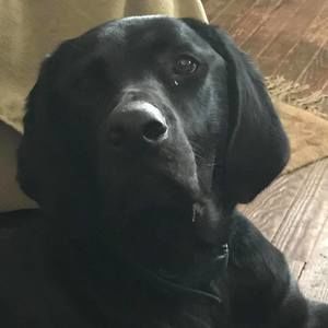 Meet your Posher, Joan